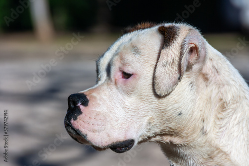 perro de raza boxer o pitbull con la cara blanca y el morro negro mirando al fente 