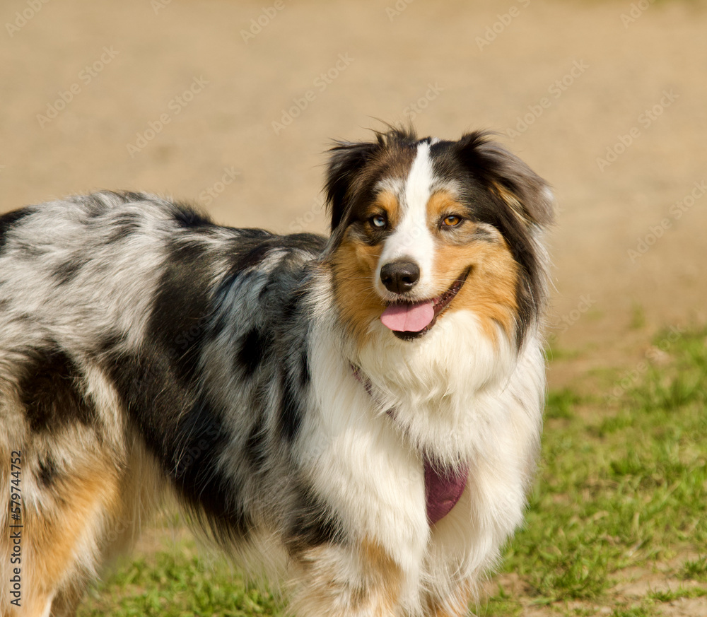 Portrait of a standing australian shepherd in the morning light. This dog got 2 differently colored eyes.