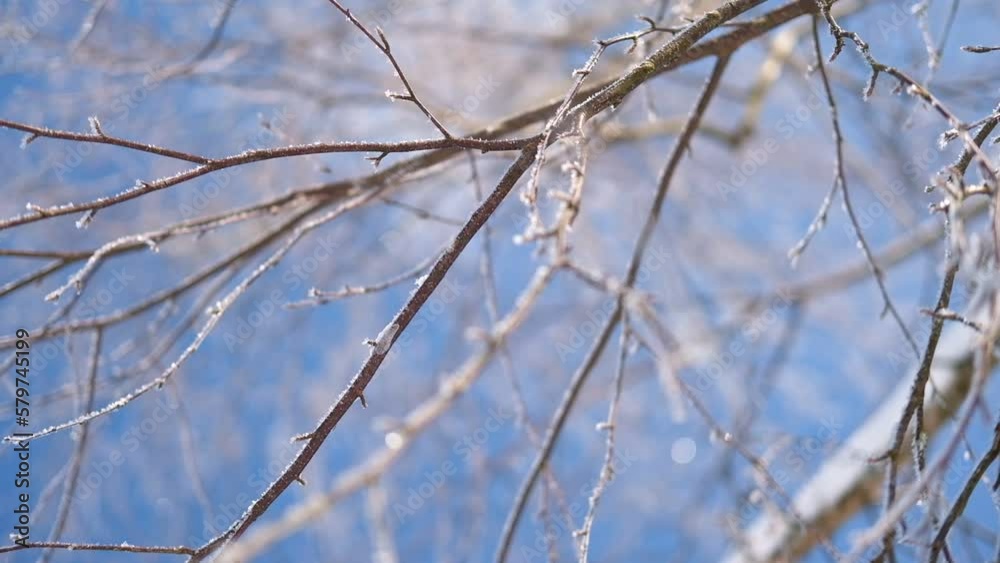 Frosty tree branches against blue sunny sky. Winter background with free space for text. Winter landscape. Trees covered with hoarfrost, deep pure crackling snow. Christmas eve. Sunny frosty day. Frosty tree branches against blue sunny sky. Winter background with free space for text. Winter landscape. Trees covered with hoarfrost, deep pure crackling snow. Christmas eve. Sunny frosty day.