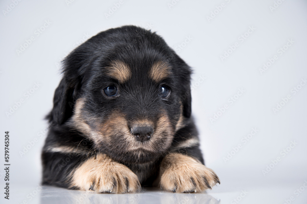 Little dog on a white background Little dog on a white background