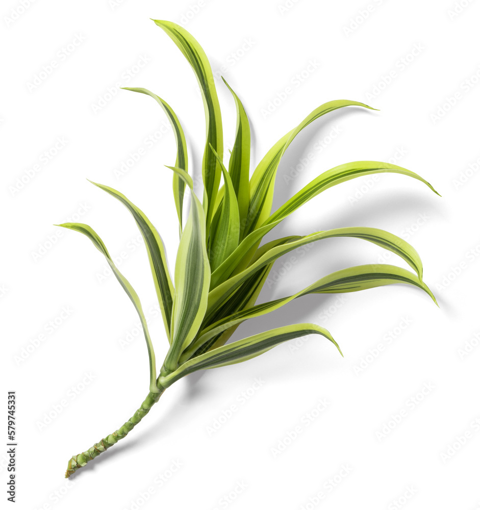 Yucca Plant Yucca Plant