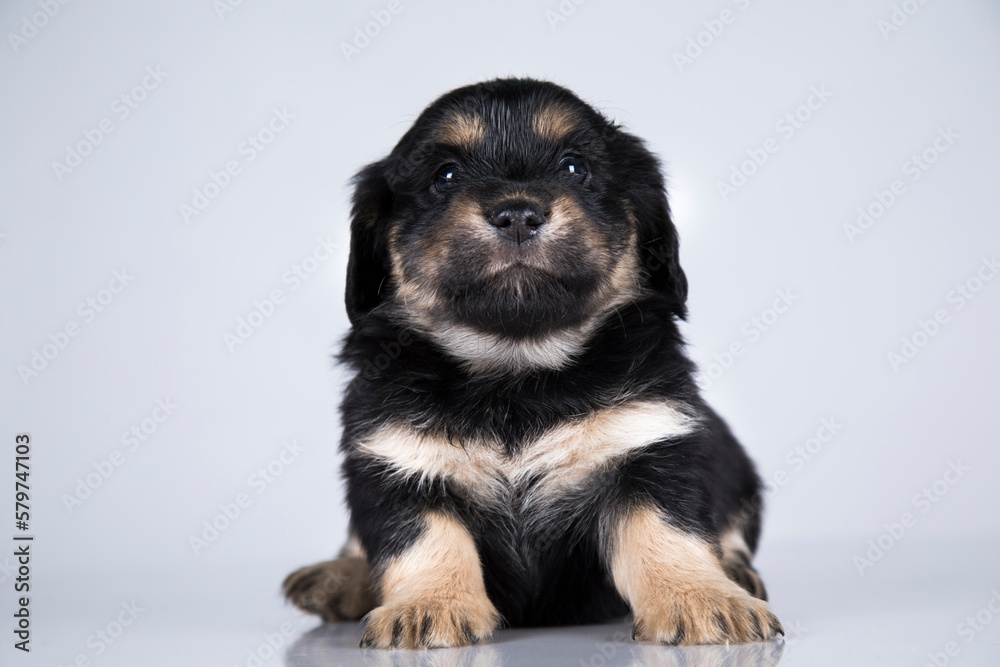 Fototapeta premium Little dog on a white background
