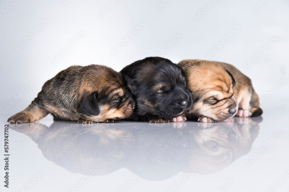 Obraz premium A small dogs, sleep on a white background