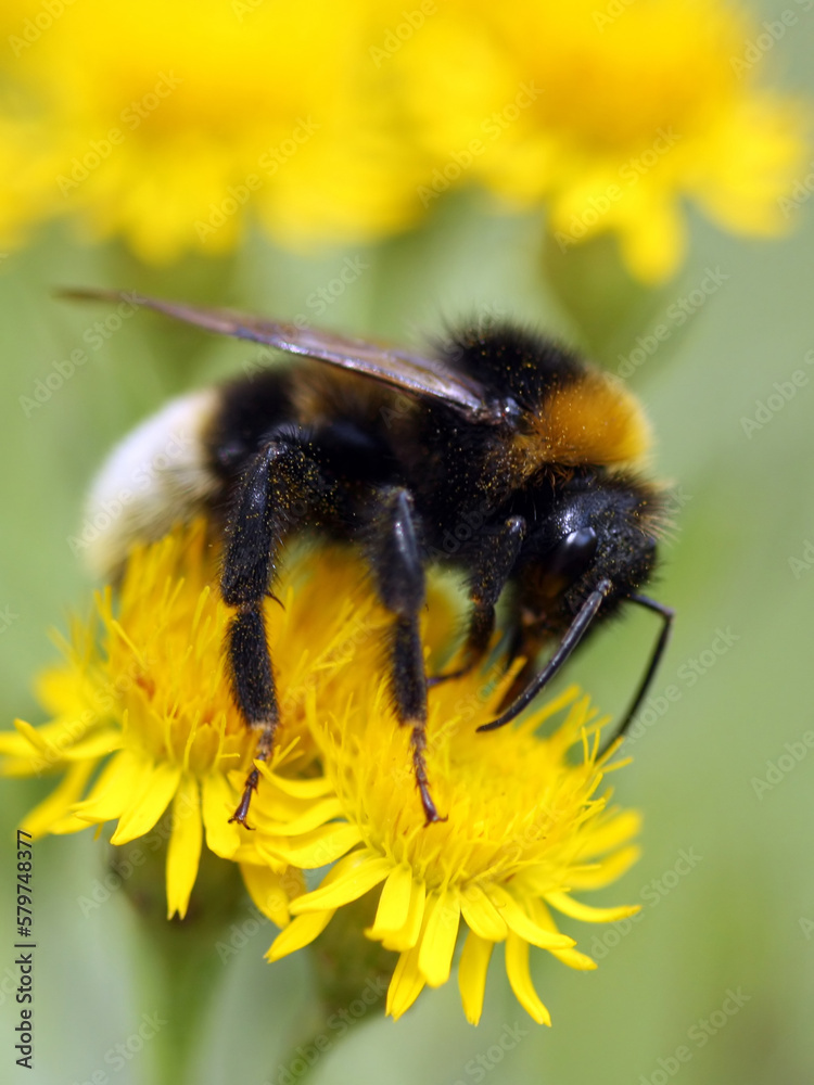 A bumblebee sits on a yellow flower, macro photography. A bumblebee sits on a yellow flower, macro photography.