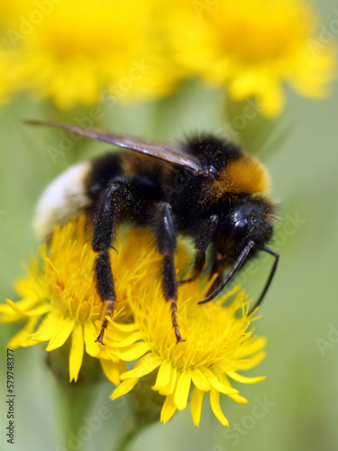 A bumblebee sits on a yellow flower, macro photography.