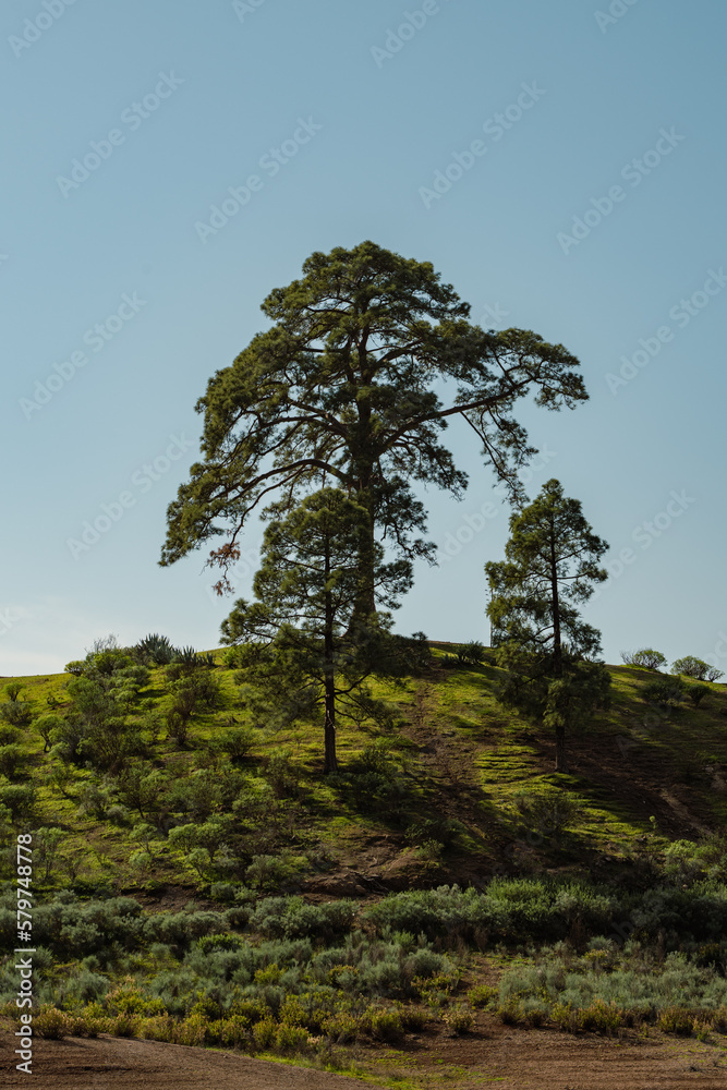 Canary Islands pine tree near Presa de las Niñas dam in Gran Canaria, Spain Canary Islands pine tree near Presa de las Niñas dam in Gran Canaria, Spain