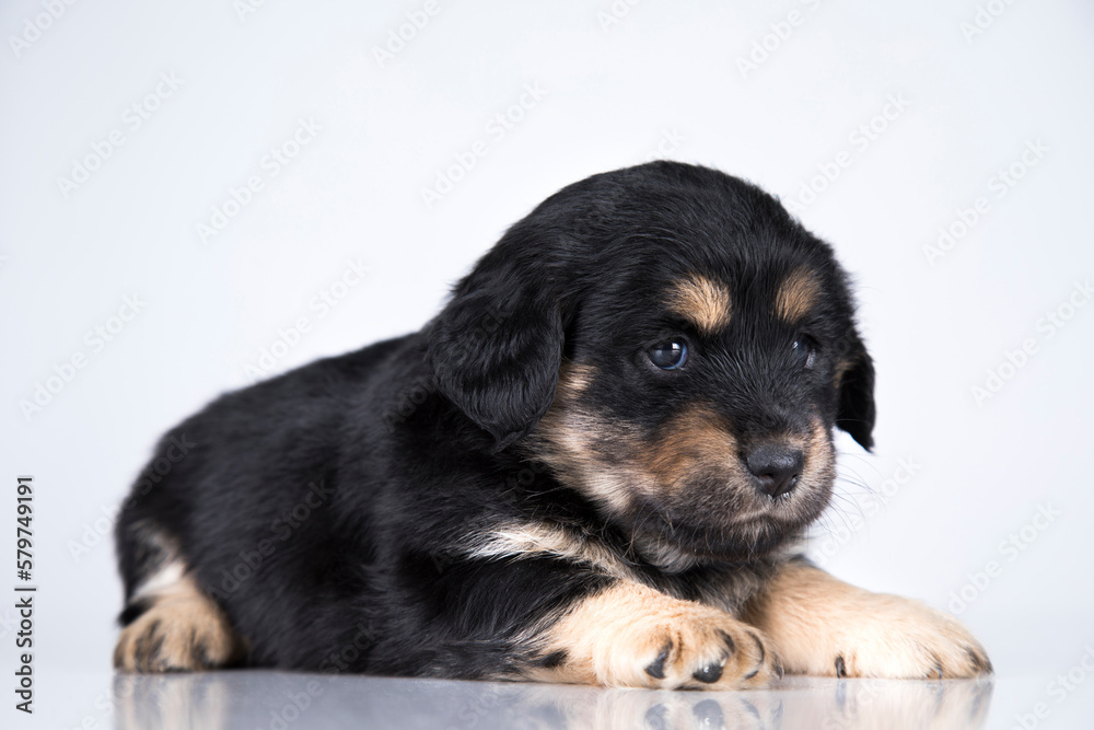 Pet, dog puppy animals concept Pet, dog puppy animals concept