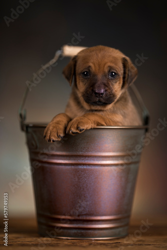 A small dog in a metal bucket