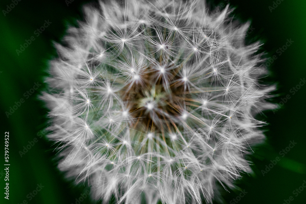 Fototapeta premium Mniszek lekarski