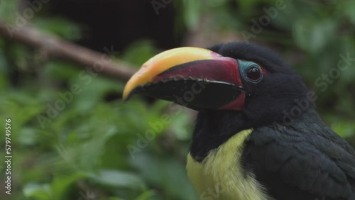 Green aracari is toucan, near-passerine bird. Pteroglossus viridis photo