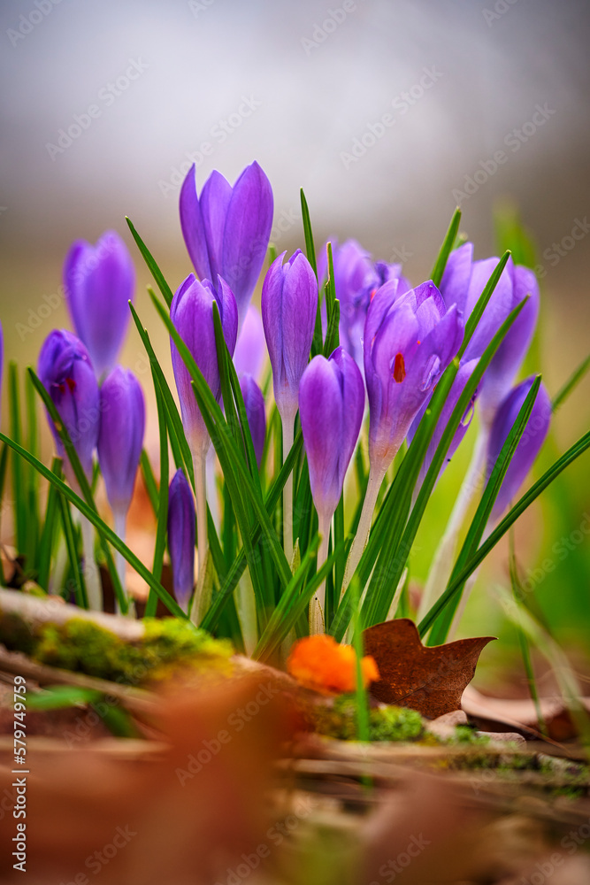 early bloomers