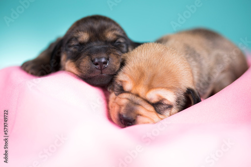 A beautiful little dog sleeps on a pink blanket