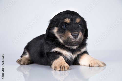 Little dog on a white background