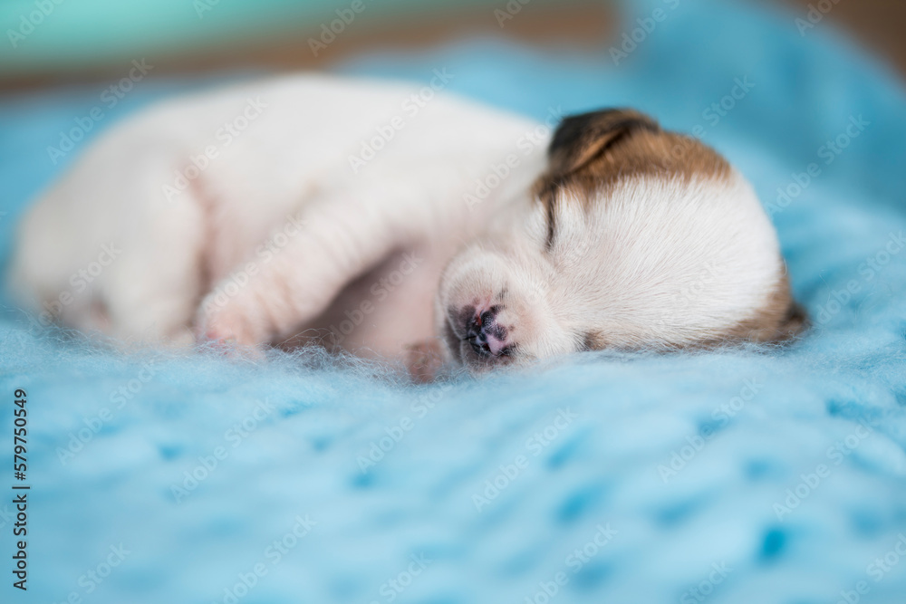 A beautiful little dog sleeps on a blanket A beautiful little dog sleeps on a blanket