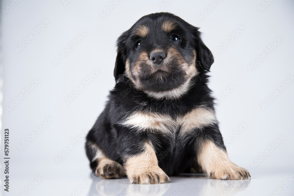 Little dog on a white background Little dog on a white background