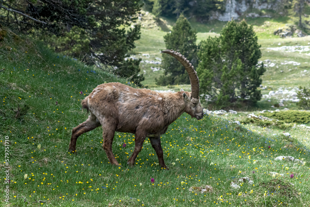 Bouquetin dans le Parc Naturel Régional du Vercors au printemps, Rochers du Parquet, Isère , Alpes
