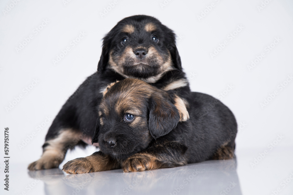 A beautiful little dog on a white background