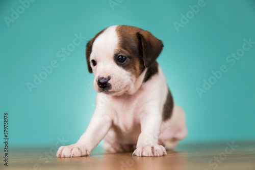 Fototapeta Naklejka Na Ścianę i Meble -  Pet, dog puppy animals concept