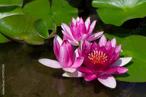 water lily flower in pond