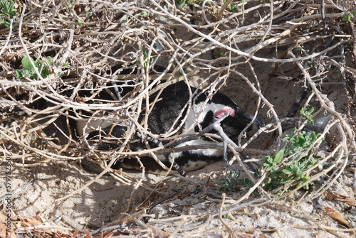 African penguins at Boulders Beach