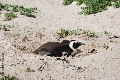 African penguins at Boulders Beach