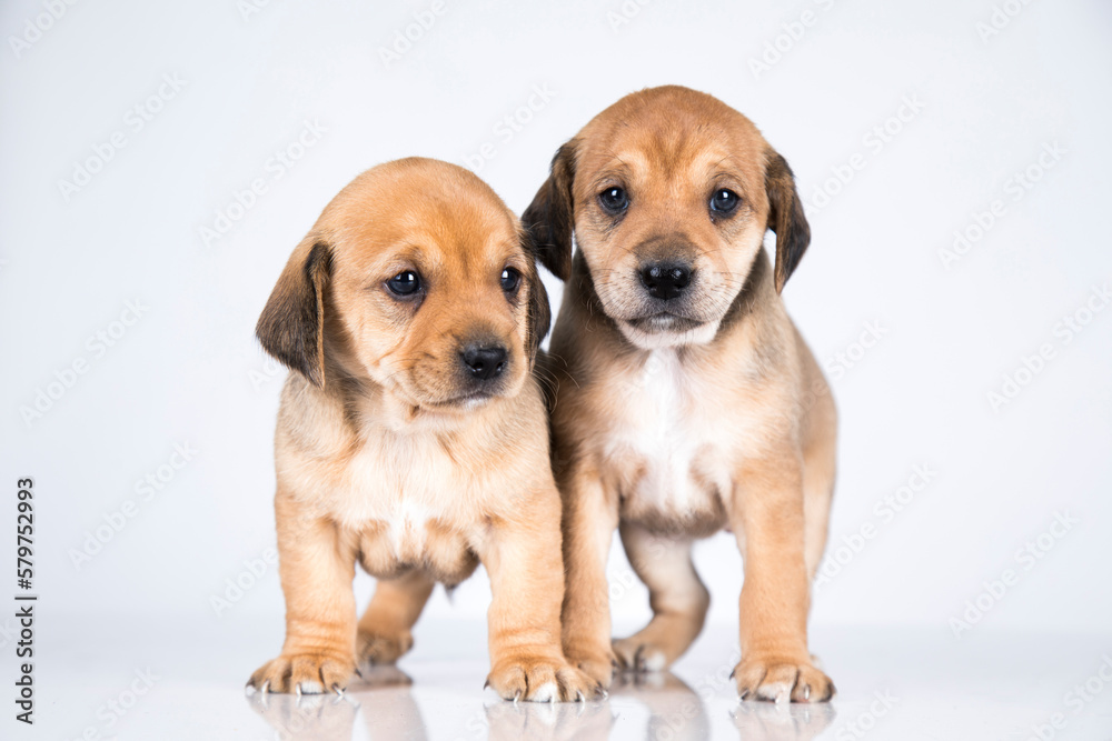 A beautiful little dog on a white background