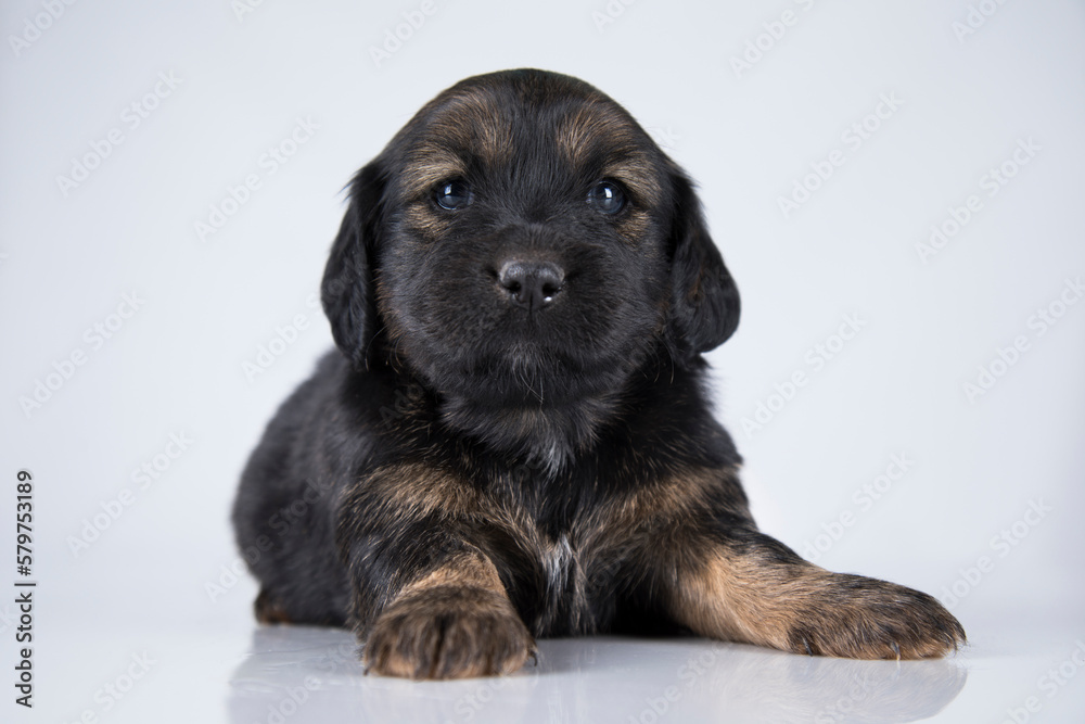 Obraz premium A small dog on a white background