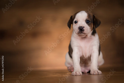 Dog on a wooden background