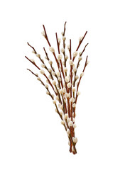 A bunch of Pussy willow spring stems isolated cutout on transparent