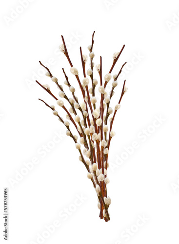 A bunch of Pussy willow spring stems isolated cutout on transparent photo