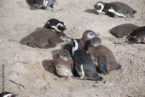 African penguins at Boulders Beach