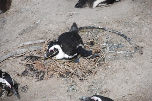 African penguins at Boulders Beach