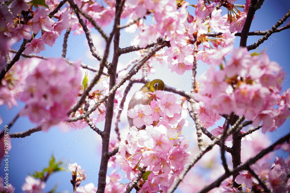 桜と鳥