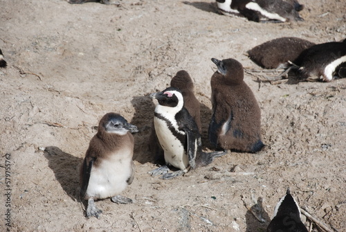 African penguins at Boulders Beach