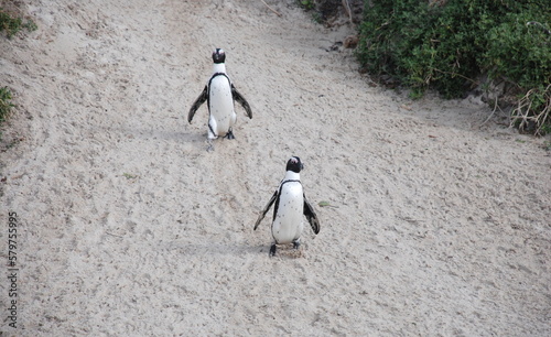 African penguins at Boulders Beach
