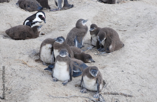 African penguins at Boulders Beach