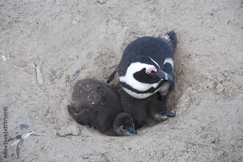 African penguins at Boulders Beach