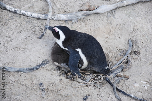 African penguins at Boulders Beach