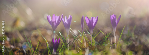 Spring pattern. Primroses bloomed in spring. Crocuses flowering on a crocus m...