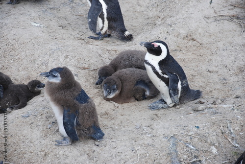 African penguins at Boulders Beach