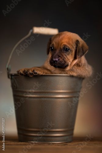 A small dog in a metal bucket