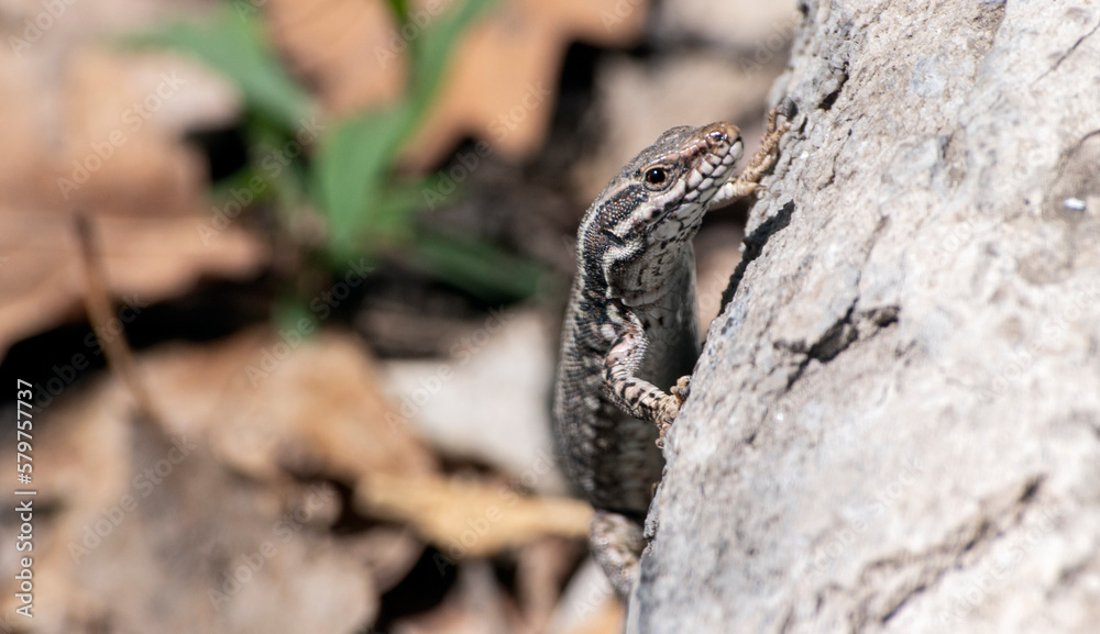 Fototapeta premium Close up of a brown and white small lizard climbing a rock