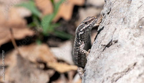 Close up of a brown and white small lizard climbing a rock