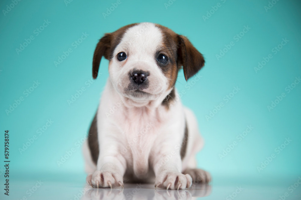 Cute puppy dog, animals concept