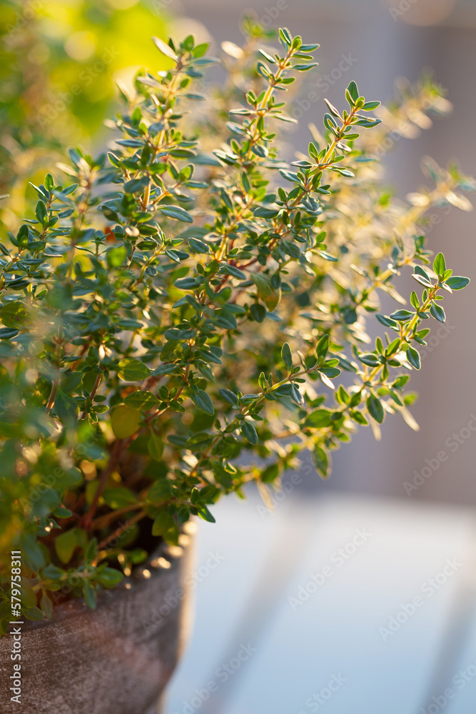 thyme and lemon balm (melissa) herb in flowerpot on balcony, urban container garden concept