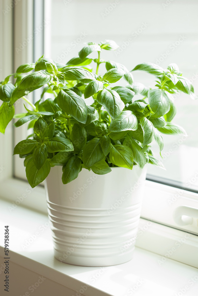 Fototapeta premium fresh basil herb in flowerpot on window sill