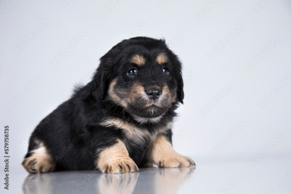 Little dog on a white background