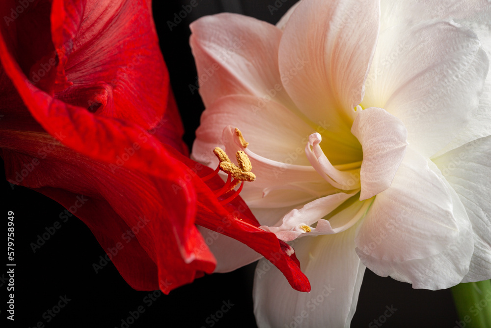 metaphor of love passion sex erotic couple, two amaryllis flowers touching each other