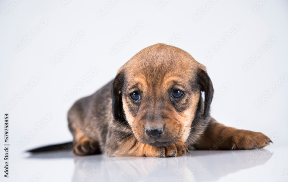 Little dog on a white background Little dog on a white background