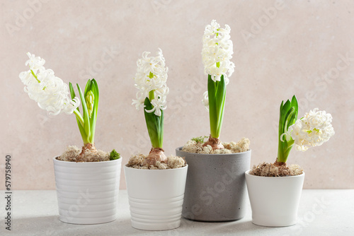 white hyacinth traditional winter christmas or spring flower